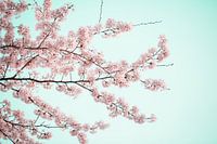 blossom spring in the Netherlands