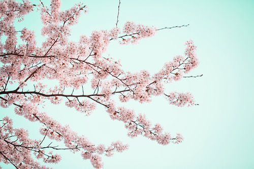 printemps fleuri aux Pays-Bas