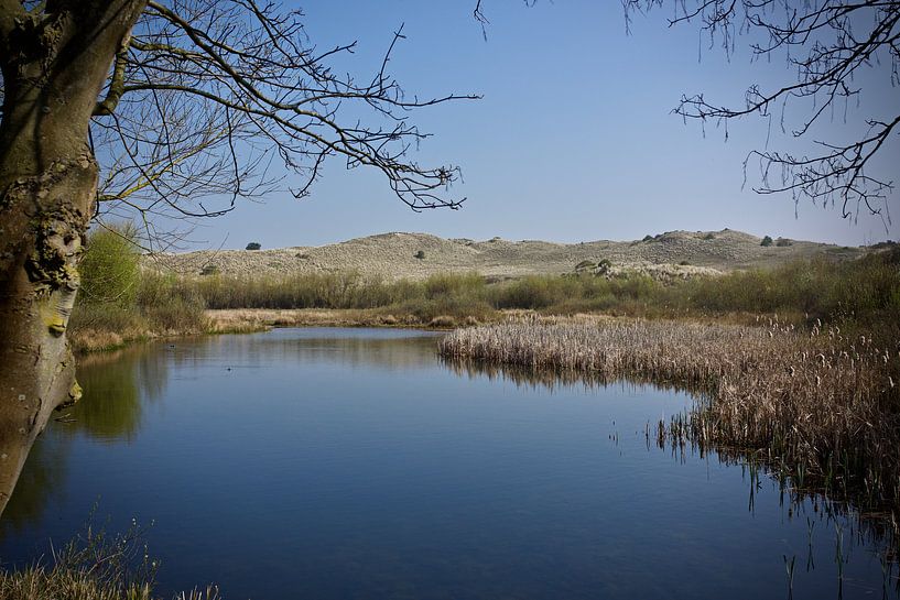 Stilte in de Noord-Hollandse Duinen by Stip Fotografie