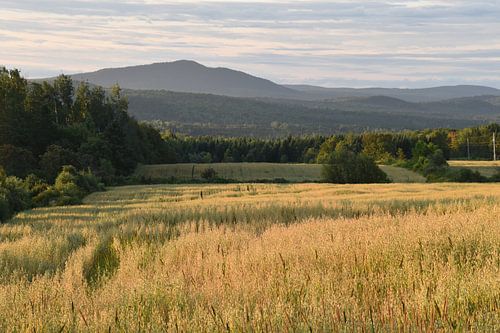 Een haverveld in de herfst