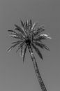 Palmboom in Sevilla van Mirthe Scheringa thumbnail