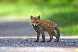 beautiful young playful red fox puppy stands on a field path and looks cute into the camera by Mario Plechaty Photography