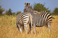 Zebras - Afrika wildlife van W. Woyke thumbnail