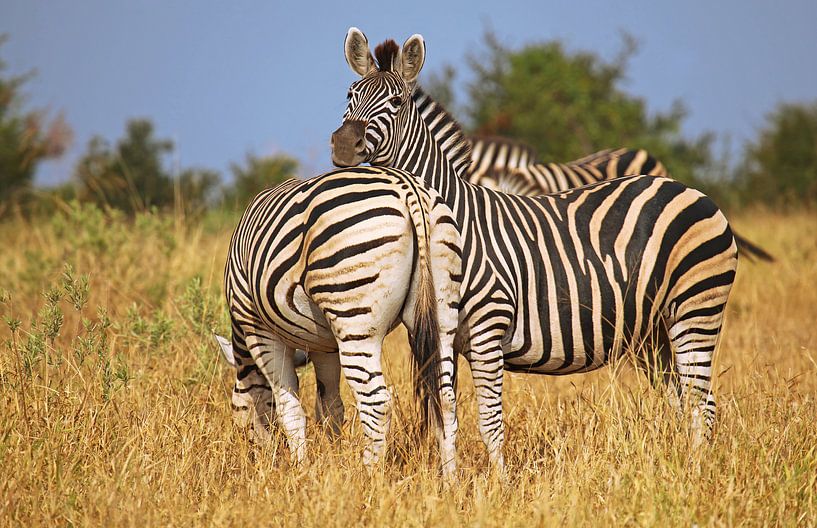 Zebras - Afrika wildlife van W. Woyke