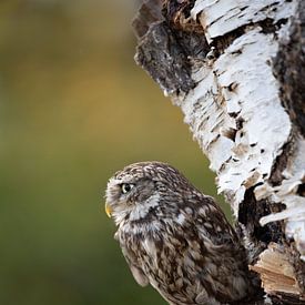 little owl by hanny bosveld