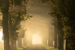 Nebel und Sonnenstrahlen auf der anderen Straßenseite
