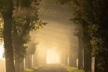 Mist en zonnestralen over de straat van KB Design & Photography (Karen Brouwer)