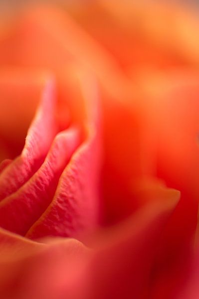 abstract detail flowers by Roy IJpelaar