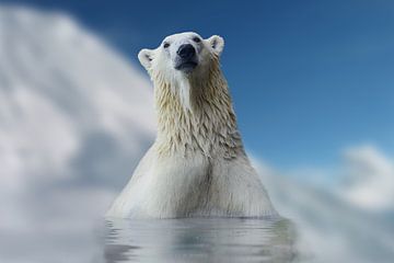 Polar bear II