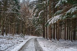 Frühwinter im Wald