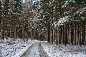 Frühwinter im Wald