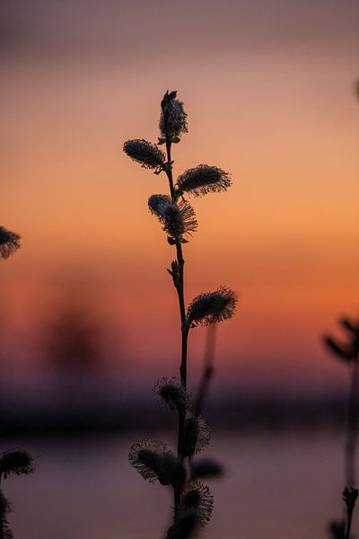 Plant by Bianca Bot