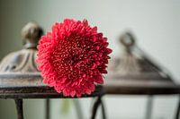 Gerbera