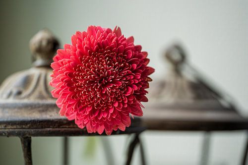 Gerbera