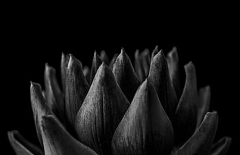 Obsidian-Studie