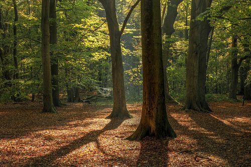 Beech forest with leafy ground