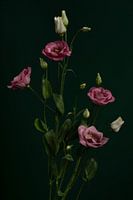 roze bloemen