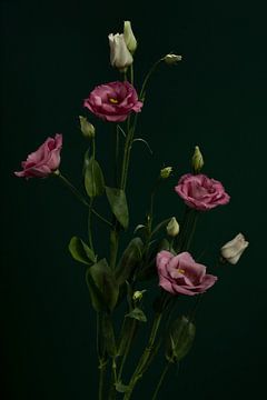 rosa Blumen von José Lugtenberg