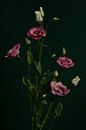 pink flowers by José Lugtenberg thumbnail