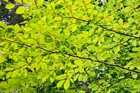 Natural forest background with green beech leaves