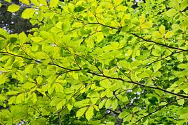 Natural forest background with green beech leaves
