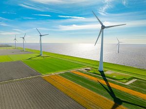 Tulpen auf landwirtschaftlichen Feldern mit Windrädern im Hintergrund