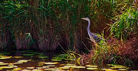 Blue heron on the lookout waiting for a tasty snack by Miny'S