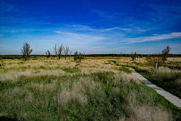 Oostvaardersplassen von Jan-Willem Kokhuis