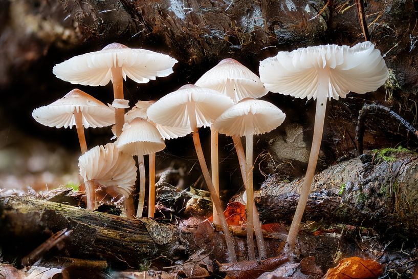 Helmling von Hans-Jürgen Janda