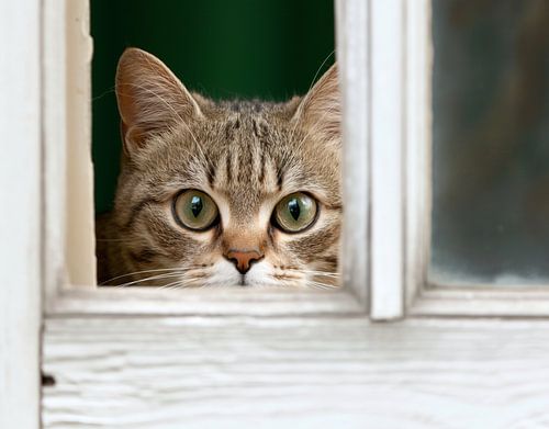 cat looks through window