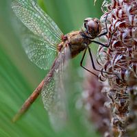 Natürliche Schönheit