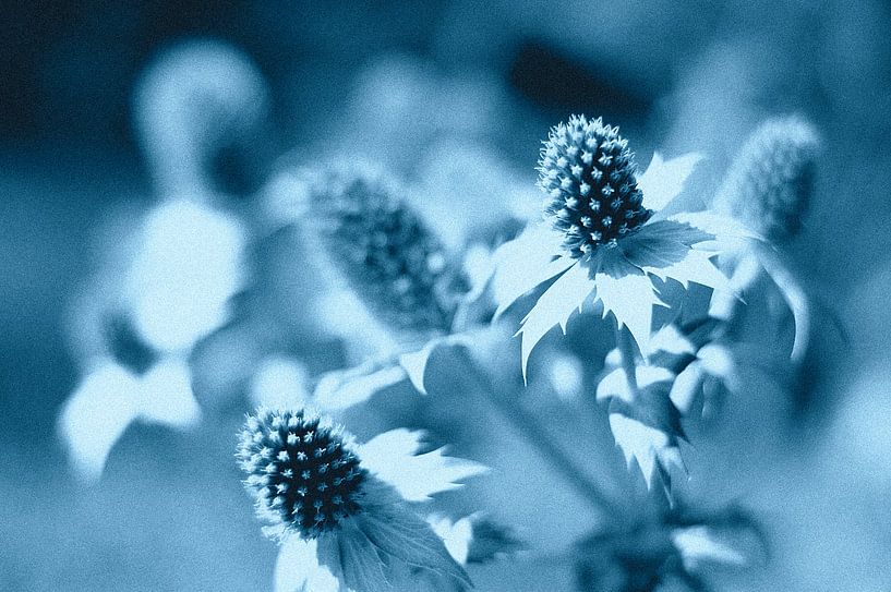 Thistle by True Color Stories