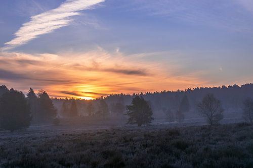 In the morning in the heath
