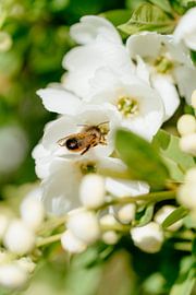 Bloem van Myrthe Vlasveld