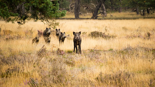 Veluwe