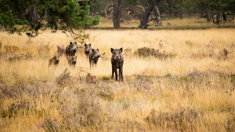 Veluwe par Eric Arnoldussen