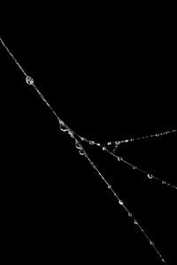 Schwarz-Weiß-Makroaufnahme eines Spinnennetzes mit Tautropfen - Luxuriöse Wanddekoration für moderne Innenräume