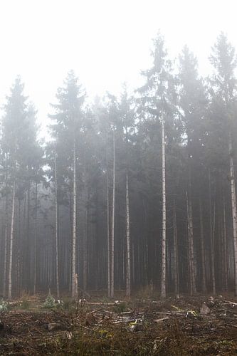 Hohe Bäume und gerade Linien