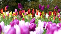 Tulpe Farbe von Michael van der Burg Miniaturansicht