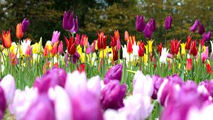 Tulip Color van Michael van der Burg