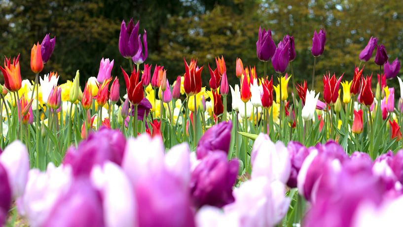 Tulip Color van Michael van der Burg