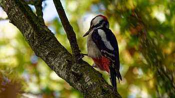 Woodpecker