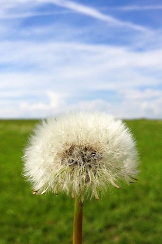 Vergängliche Schönheit unter weitem Horizont von Theodor Decker