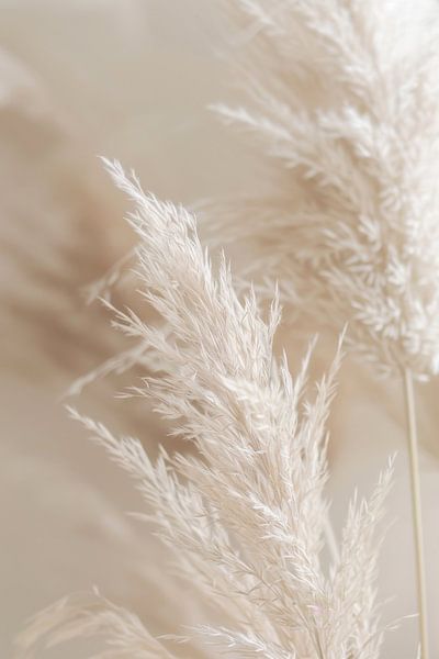 Pampas grass, beige tones, art, living room, nature, simple elegance, details, calming, harmonious, peaceful, decoration, timeless by Poster Art Shop