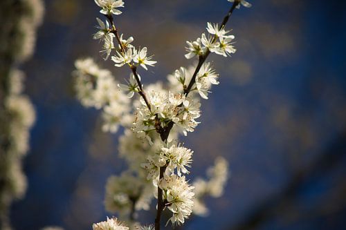 witte bloemen in de lente