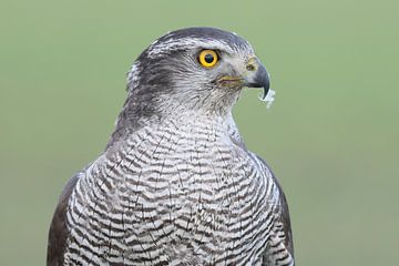 Havik (Accipiter gentilis) van Ronald Pol