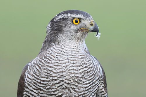 Northern Goshawk (Accipiter gentilis)