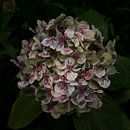 Hydrangea with a dark background, made in Madeira by Hans Kool thumbnail