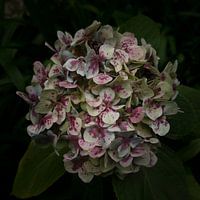 Hydrangea with a dark background, made in Madeira