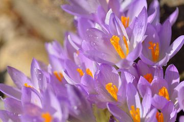 Crocus sauvages sur Karin Jähne